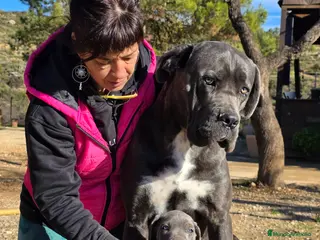 Cane Corso perros Molosos de Odin Cane Corso kennel - Anuncio 1