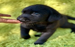 Labrador Retriever perros en venta: CAMADA DE LABRADOR RETRIEVER - Imagen 8