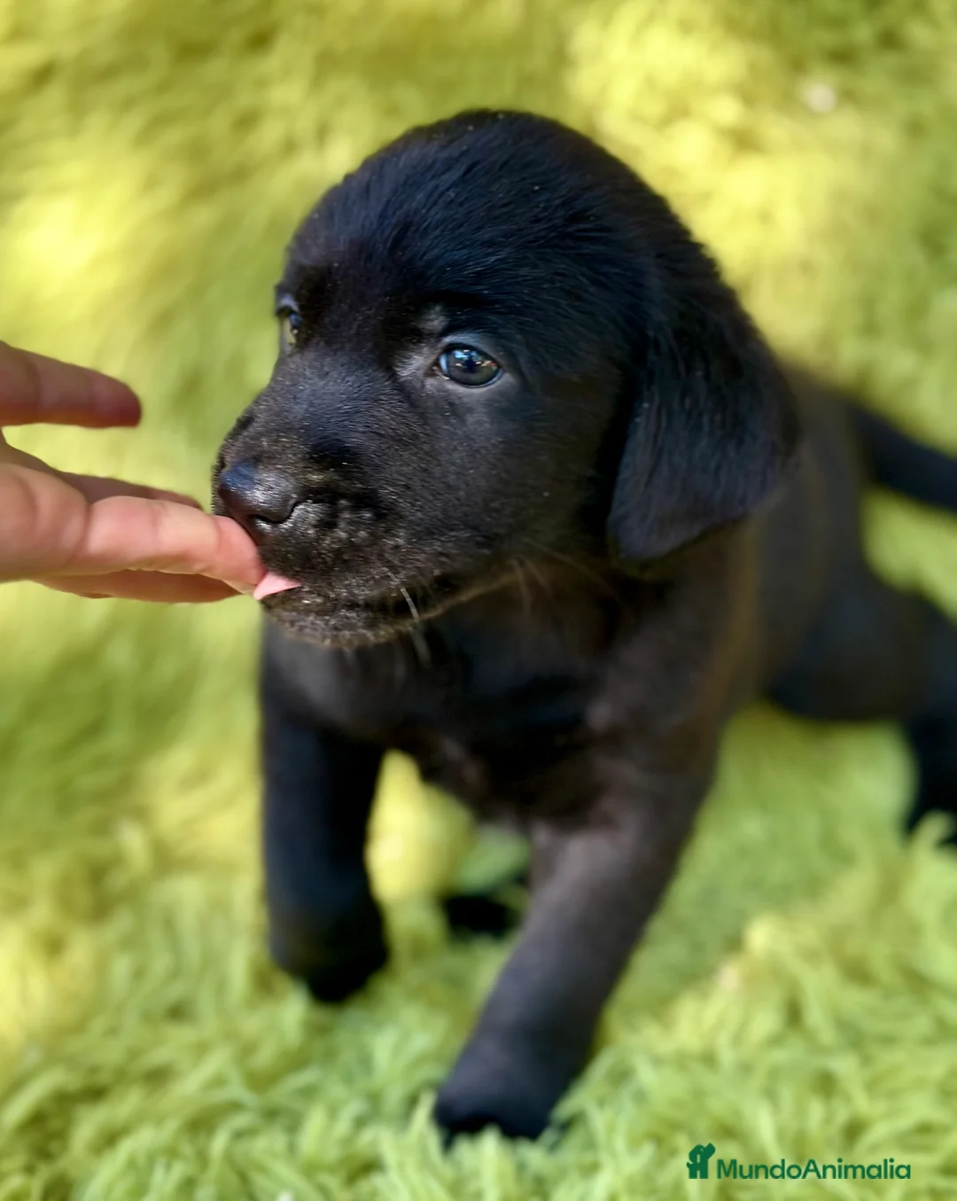 Labrador Retriever perros en venta: CAMADA DE LABRADOR RETRIEVER - Anuncio 8