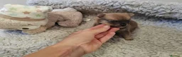Pomerania perros en venta: Pomeranias - Anuncio 7