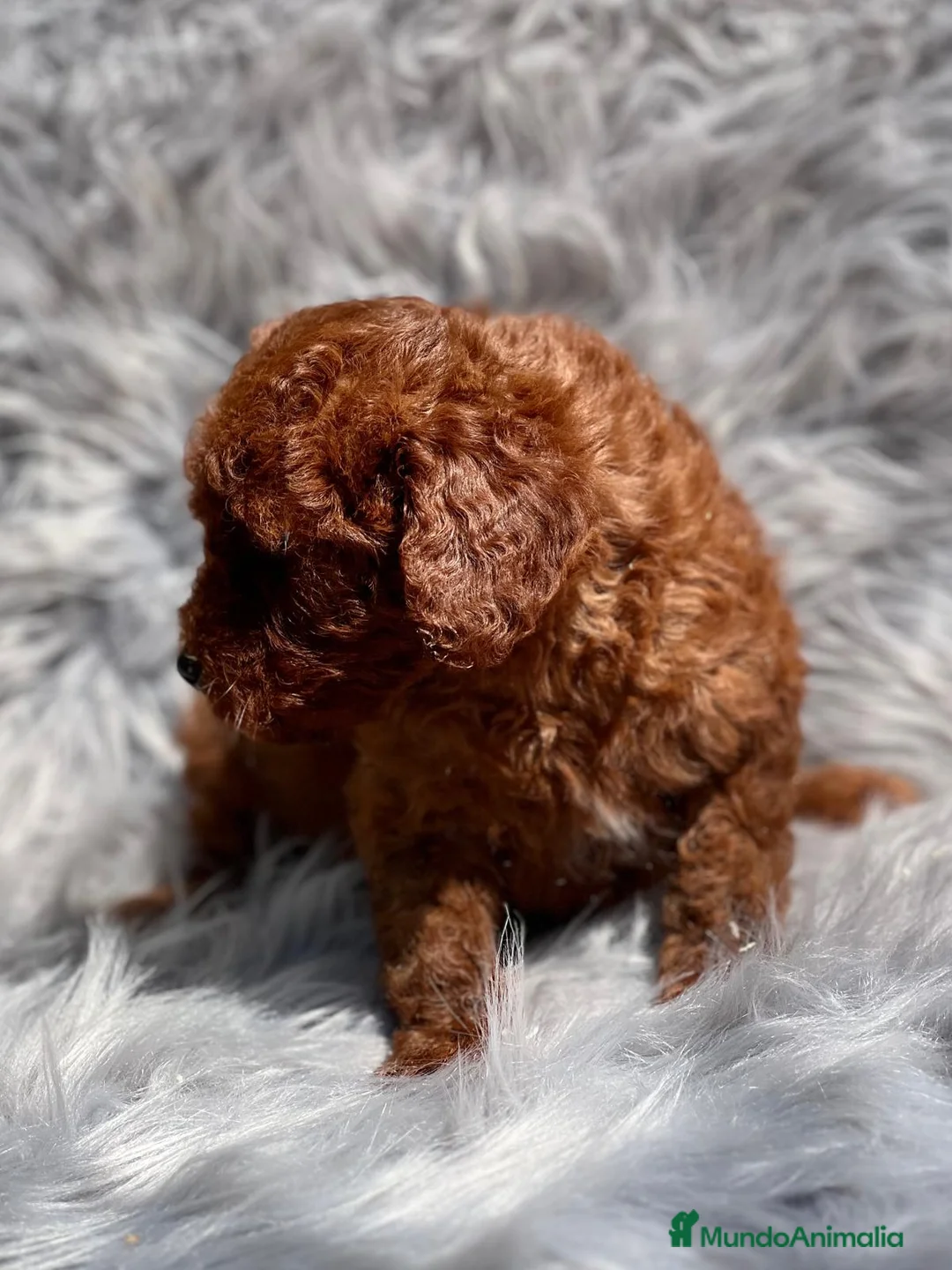 Caniche Toy perros en venta: Caniche rojo  en Barcelona - Anuncio 6