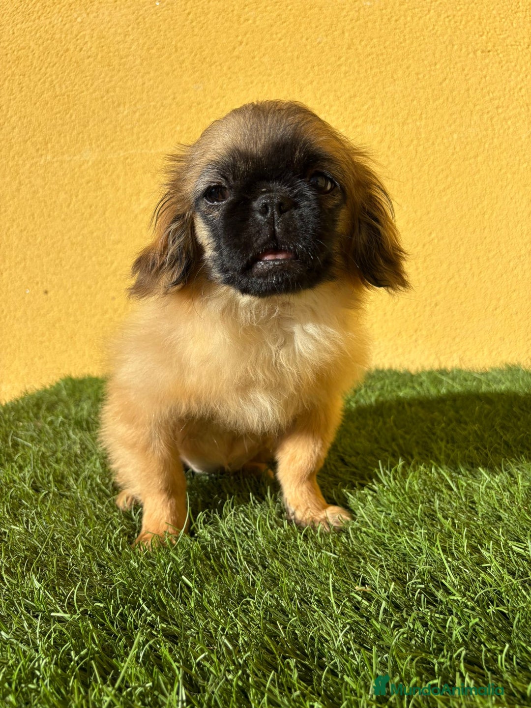 Pekinés perros en venta: Pekines Imperial cachorro hembra  - Imagen 4