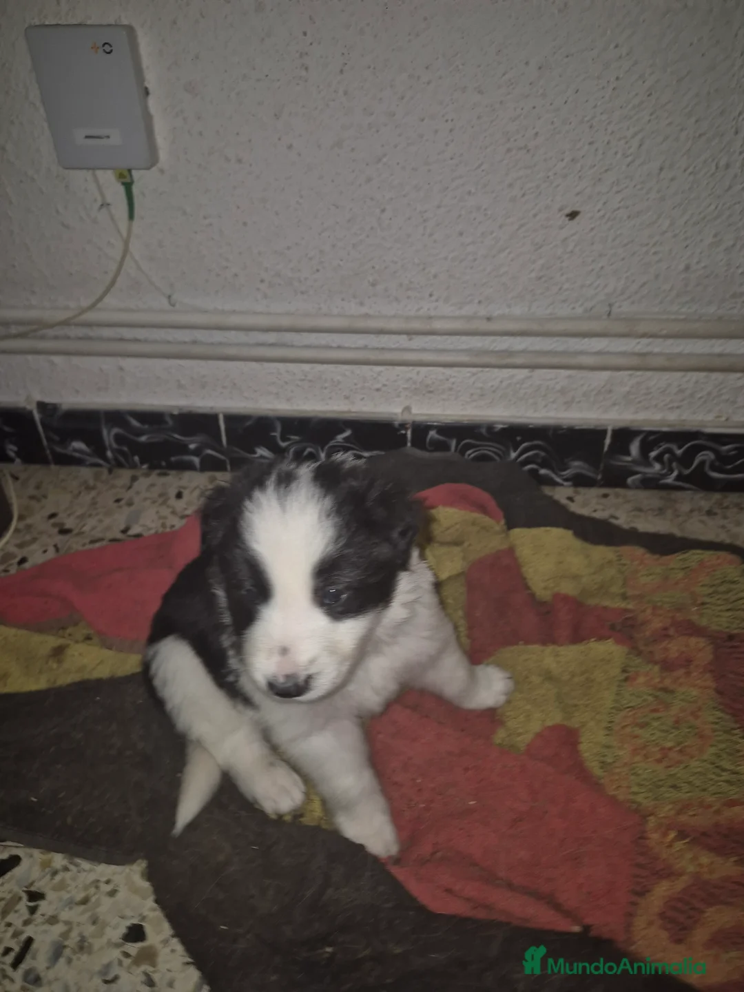 Bearded Collie perros en venta: Border collie - Anuncio 5
