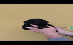 Caniche Toy perros en venta: Caniche mini toy - Anuncio 2