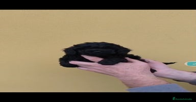 Caniche Toy perros Caniche mini toy - Anuncio 3