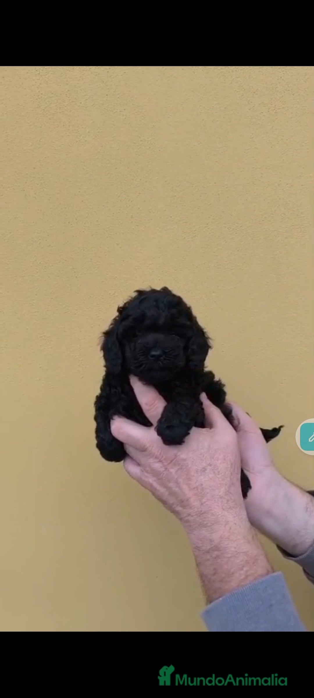 Caniche Toy perros en venta: Caniche mini toy - Anuncio 2