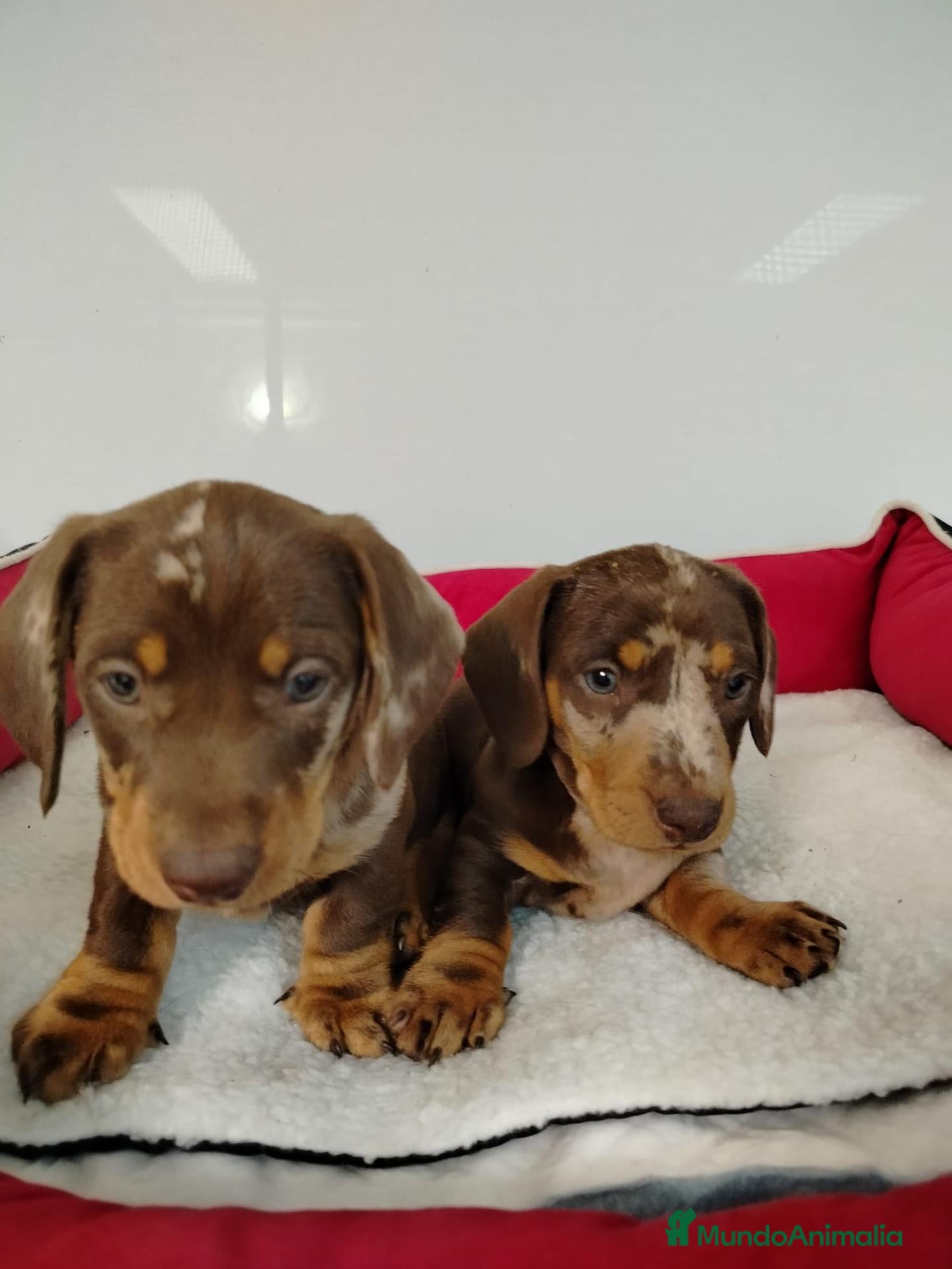 Teckel perros en venta: Teckel - Anuncio 2