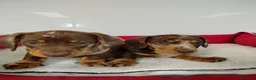 Teckel perros en venta: Teckel - Anuncio 2