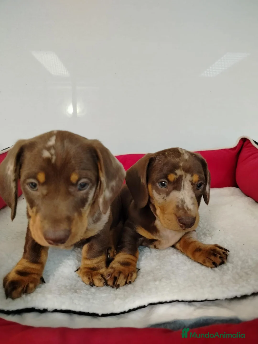 Teckel perros en venta: Teckel - Anuncio 2