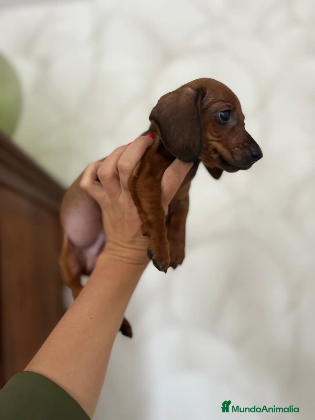 Teckel perros en venta: Teckel miniatura excelente calidad 601144783 en Valencia - Anuncio 2