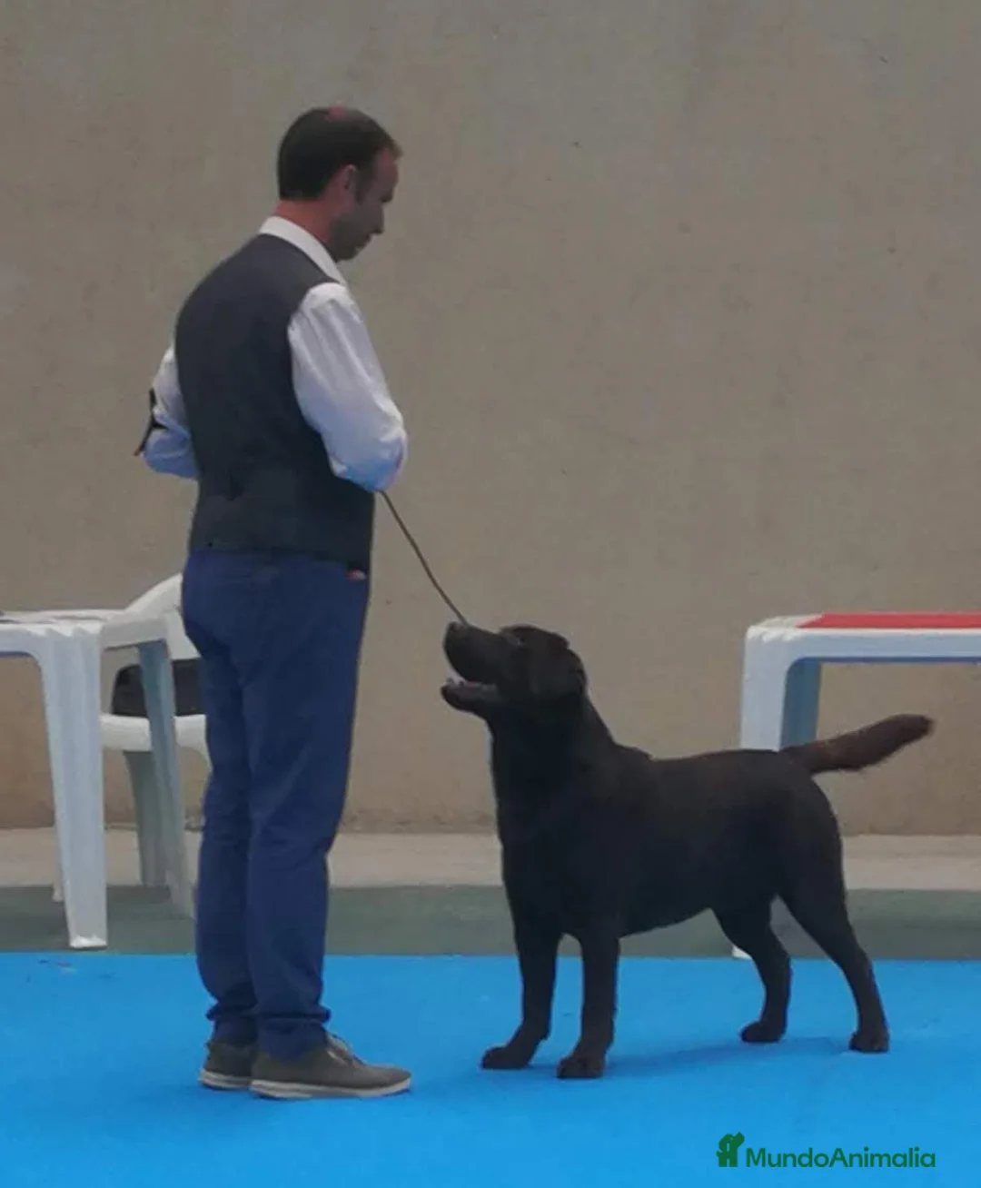 Imagen de galería {{count}}