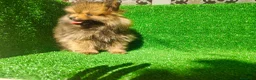 Pomerania perros en venta: Pomerania  - Anuncio 7