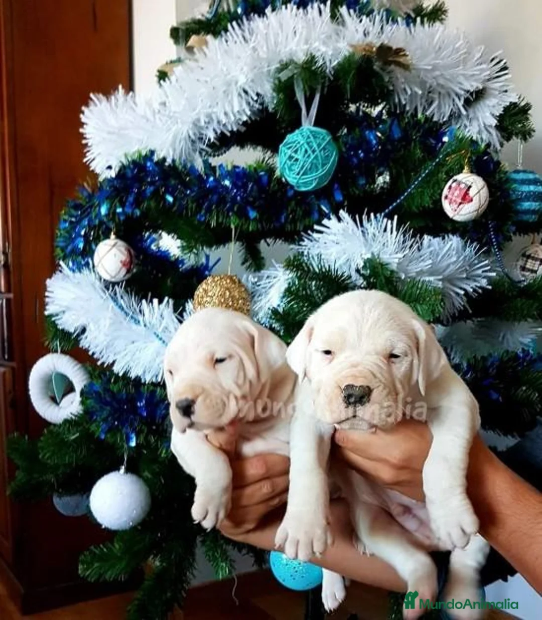 Imagen de galería {{count}}