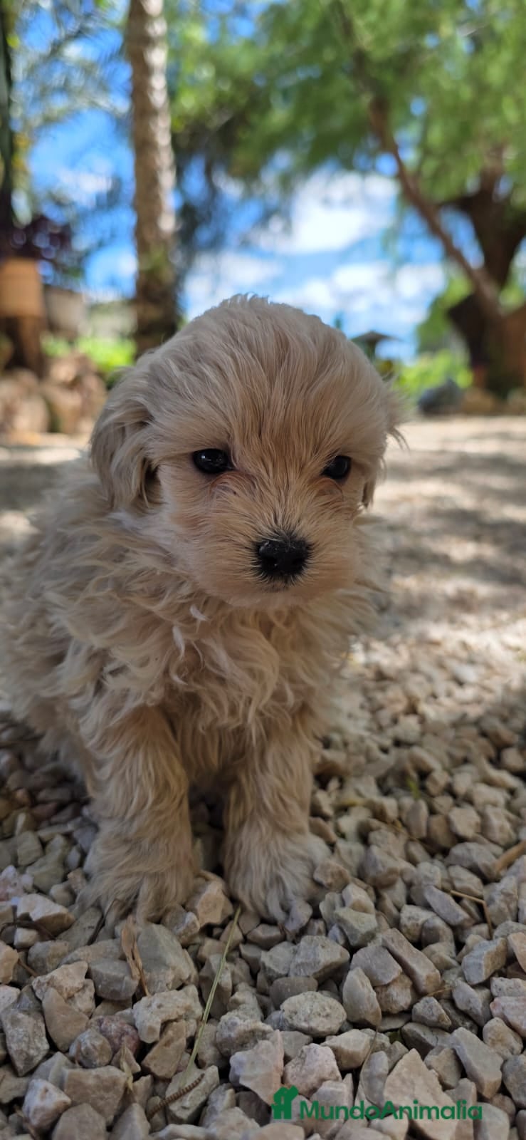 Maltipoo perros Maltipoo toy - Anuncio 2