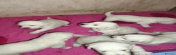 Golden Retriever perros en venta: CAMADA GOLDEN RETRIEVER ESPECTACULAR  - Anuncio 2