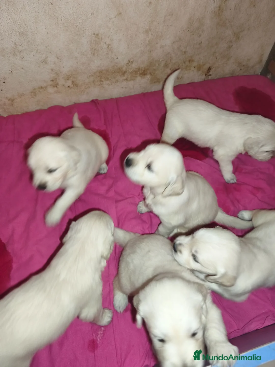 Golden Retriever perros en venta: CAMADA GOLDEN RETRIEVER ESPECTACULAR  - Anuncio 2