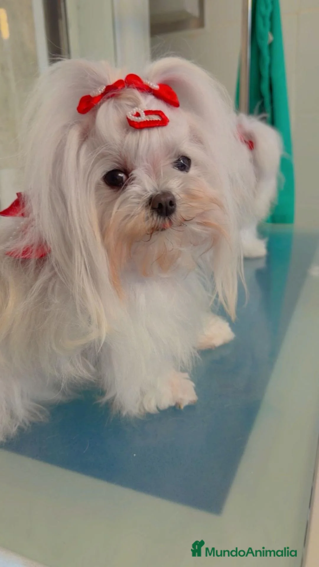 Bichón Maltés perros en venta: Bichón maltes mini - Anuncio 1