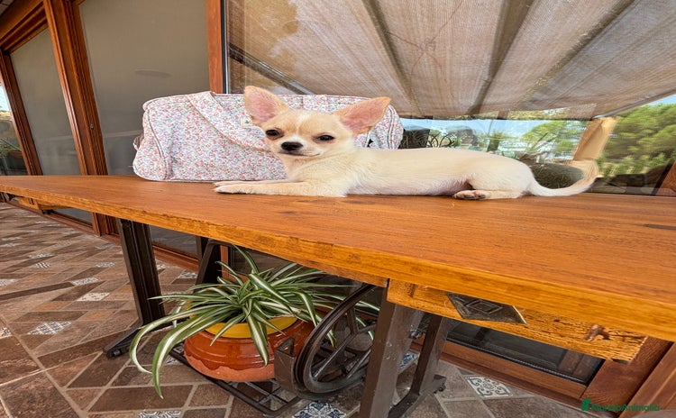 Chihuahua perros - Anuncio 7