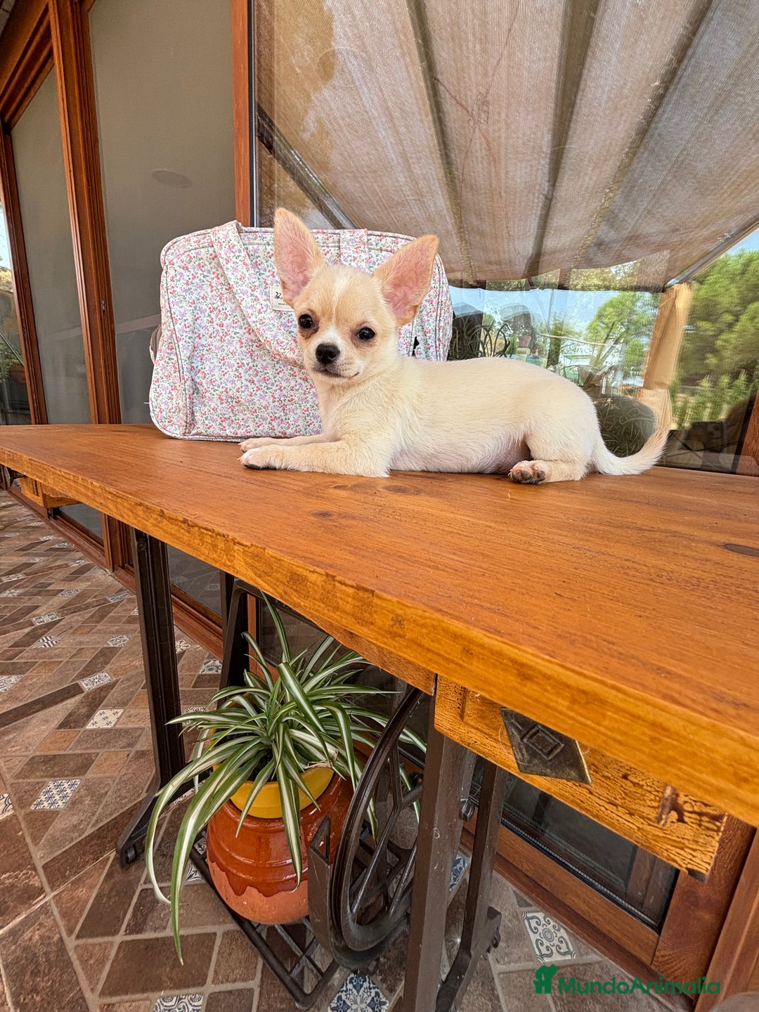 Chihuahua perros en venta: Chihuahua Macho disponible  - Imagen 1