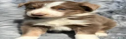 Border Collie perros en venta: Border collie tricolor Lilac  - Anuncio 3