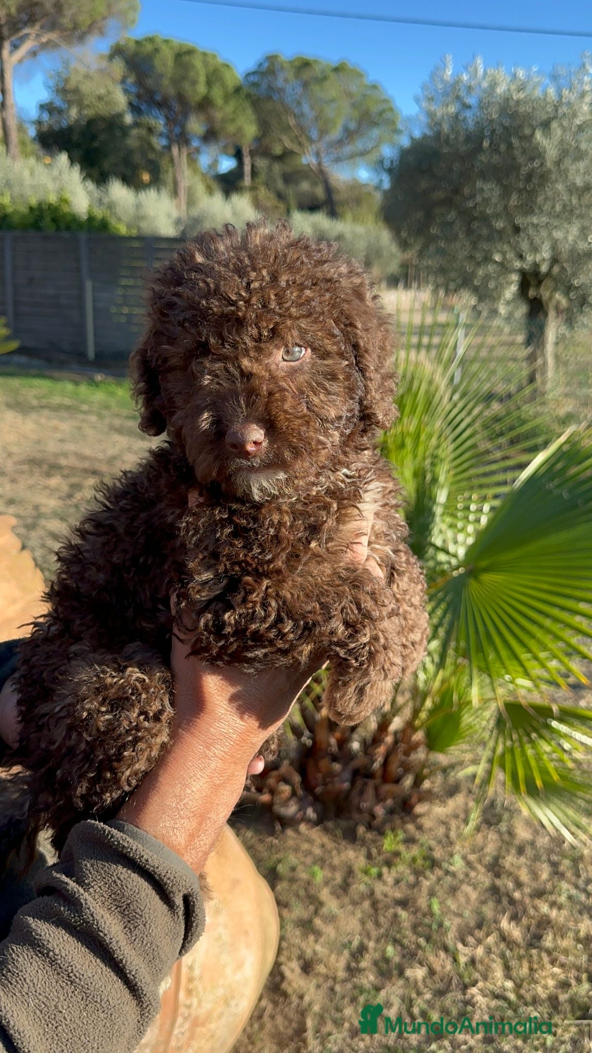 Perro de Agua Español perros Perro de Agua - Anuncio 1