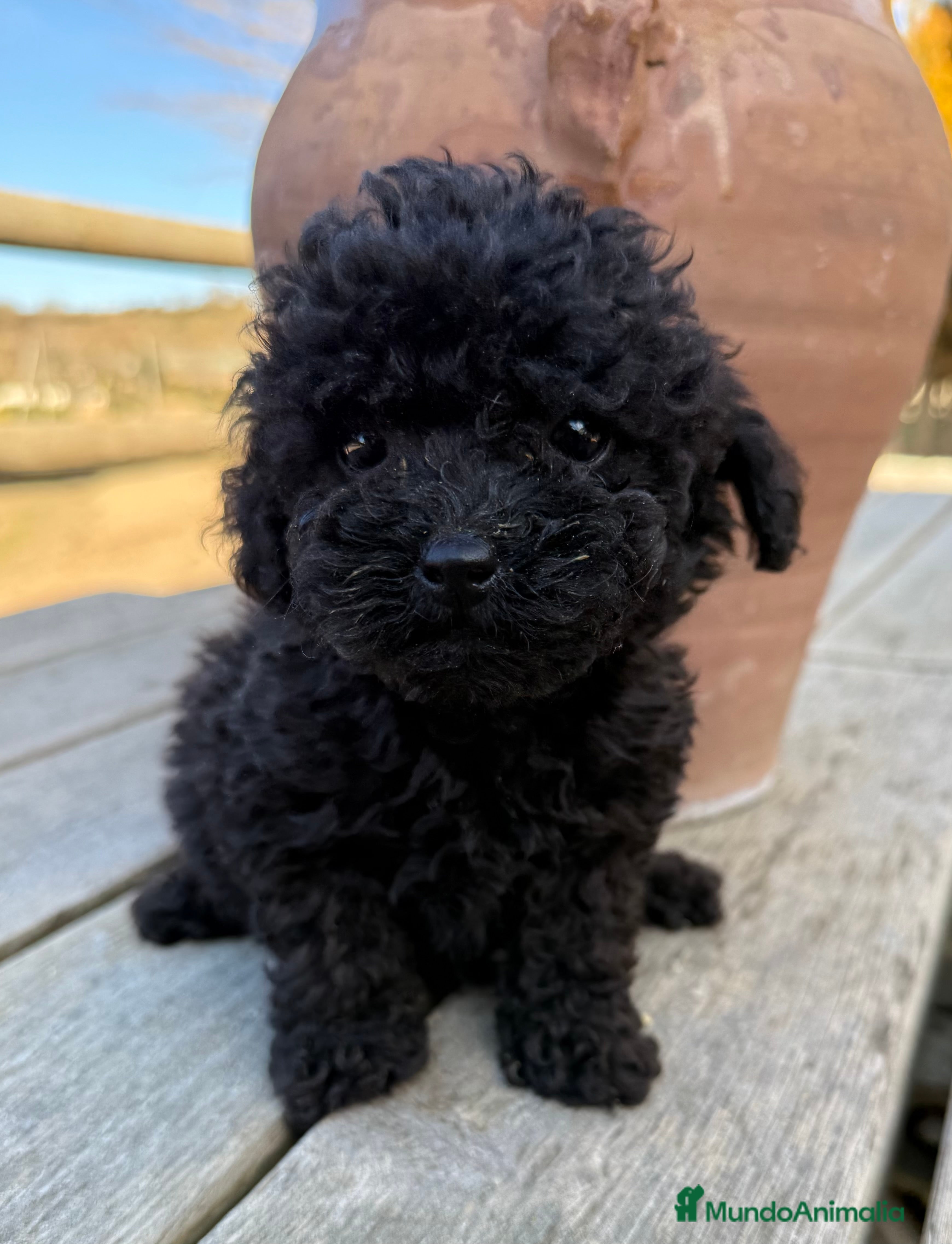 Caniche Toy perros Caniche toy hembra  - Anuncio 8