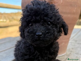 Caniche Toy perros Caniche toy hembra - Anuncio 2