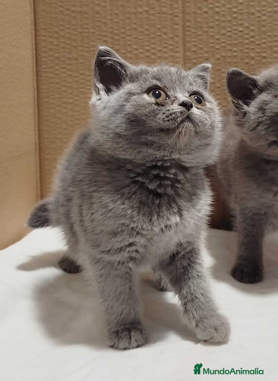 Británico de Pelo Corto Azul gatos en venta: British Shorthair  - Imagen 12