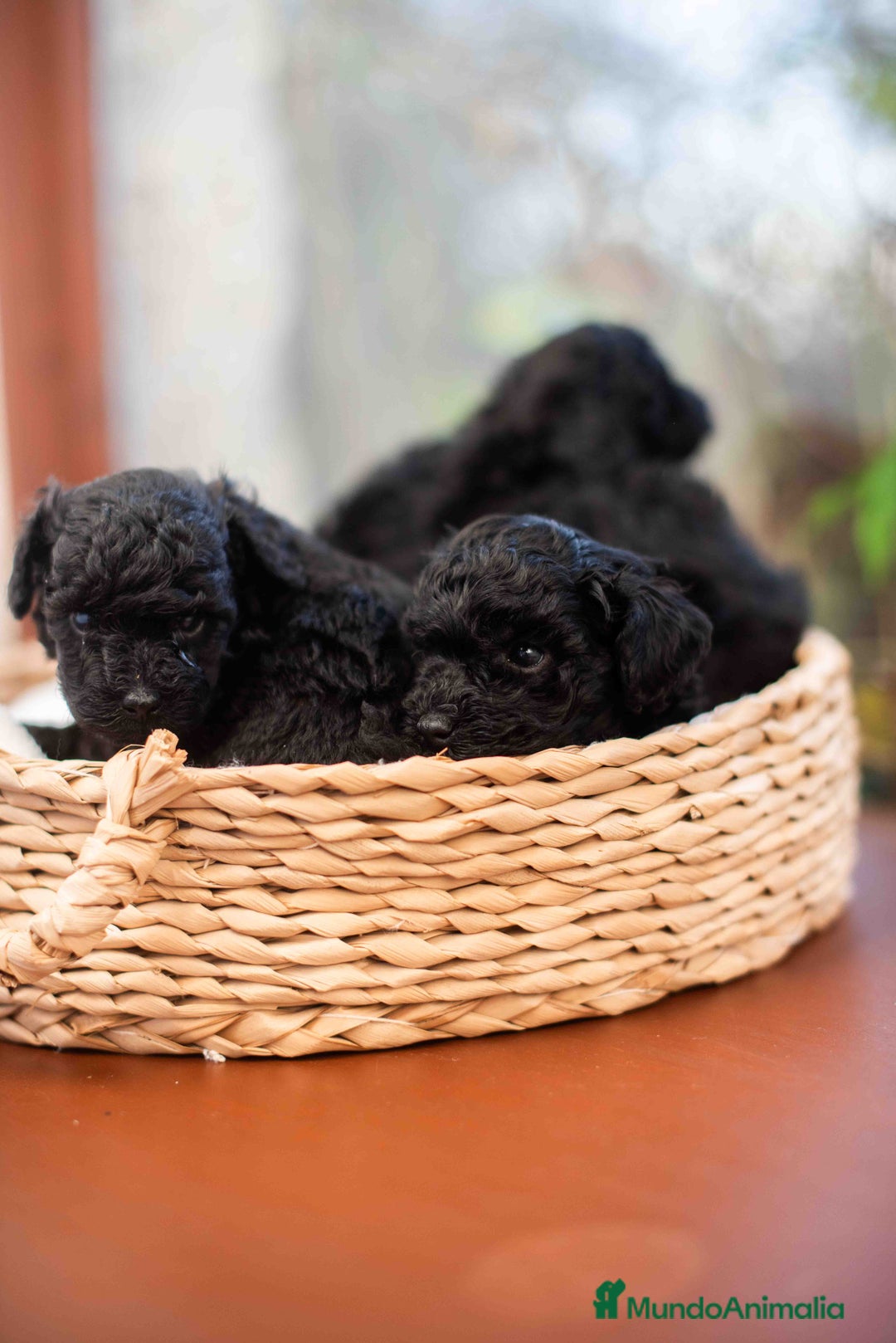 Caniche Toy perros en venta: Caniche toy negros - Anuncio 10