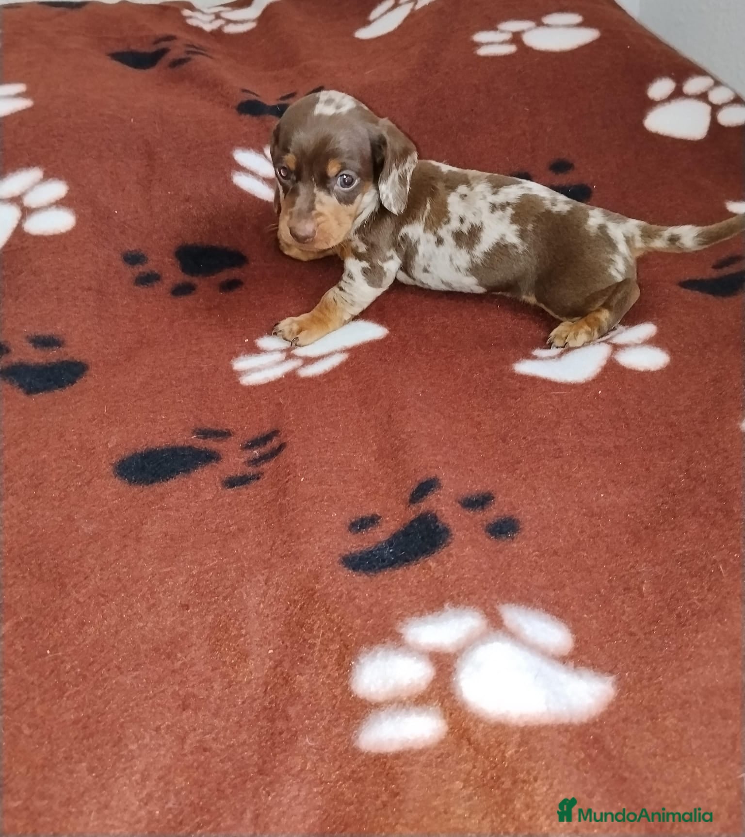 Teckel Miniatura perros TECKEL MINIATURA & KANINCHEN   - Anuncio 1