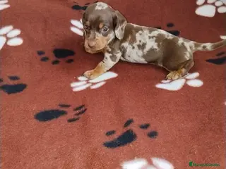 Teckel Miniatura perros TECKEL MINIATURA & KANINCHEN - Anuncio 1