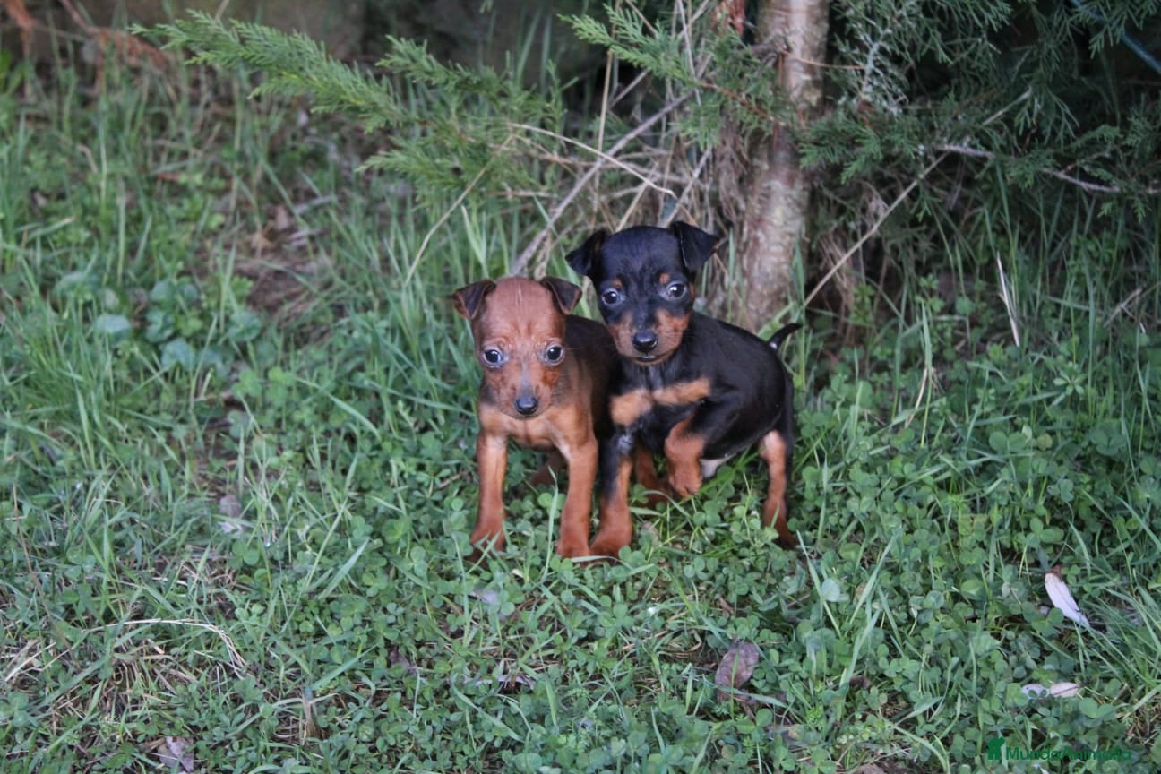 Pinscher Miniatura perros Pinscher miniatura disponibles  - Anuncio 16