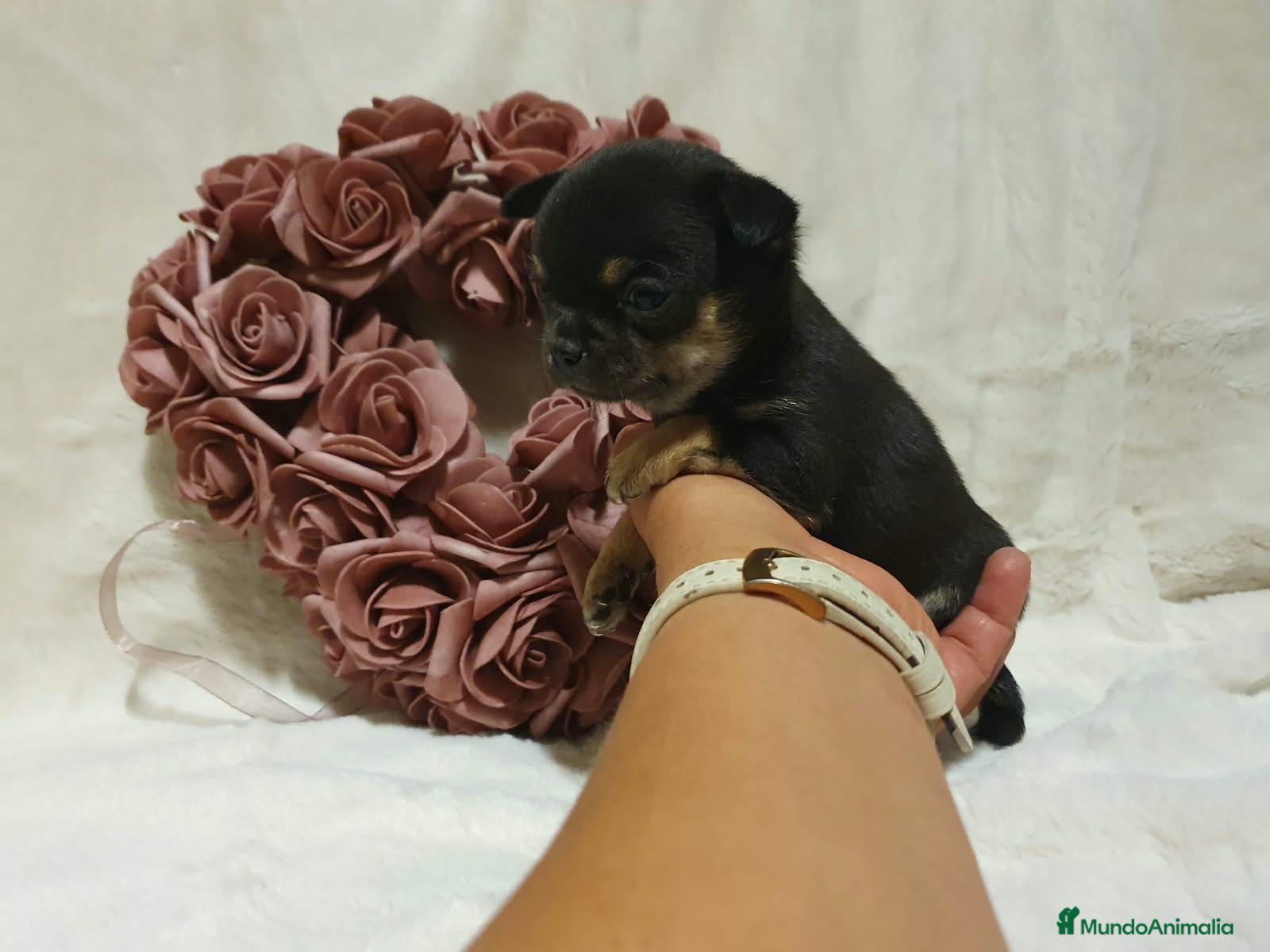 Chihuahua perros en venta: Chihuahua  - Anuncio 1