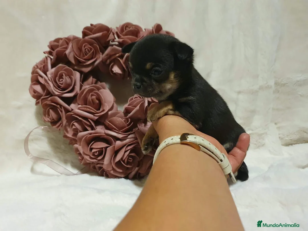 Chihuahua perros en venta: Chihuahua  - Anuncio 1