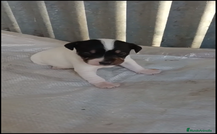 Ratonero Bodeguero Andaluz perros - Anuncio 7
