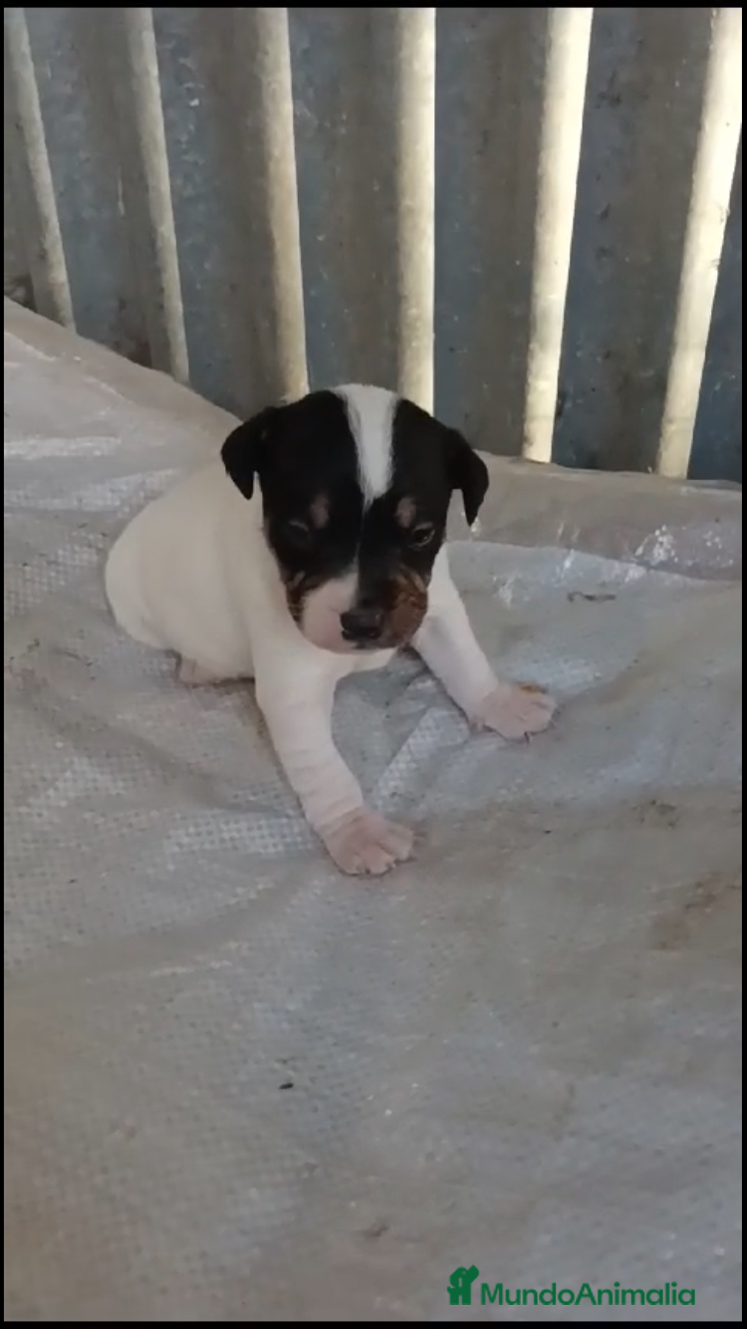 Ratonero Bodeguero Andaluz perros en venta: BODEGUEROS ANDALUCES  - Imagen 1