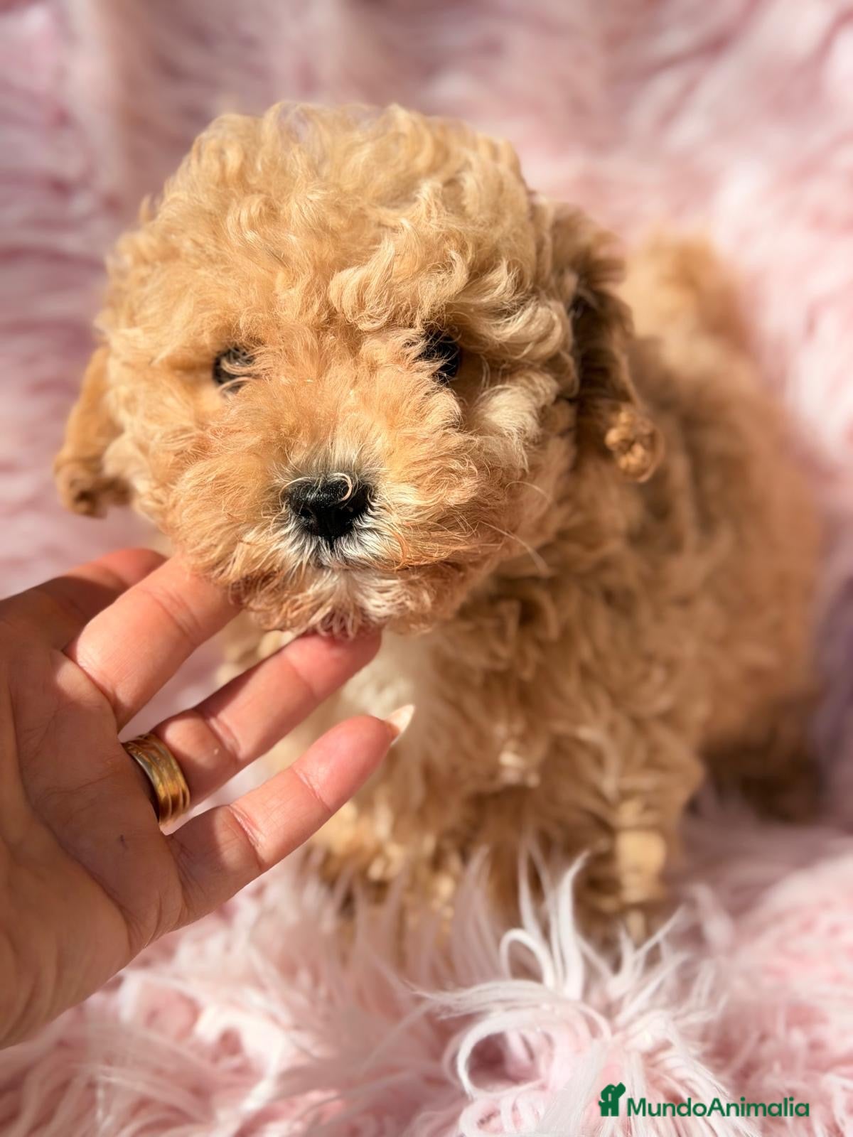 Maltipoo perros en venta: Maltipoo apricot hembra - Anuncio 1