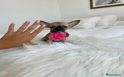 Chihuahua perros en venta: Chihuahua mini - Imagen 1
