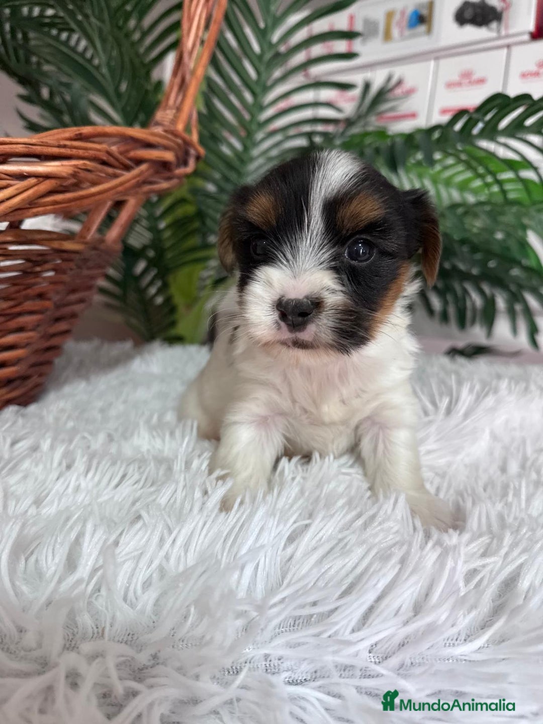 Yorkshire Terrier perros en venta: YORKSHIRE BIEWER - Anuncio 6