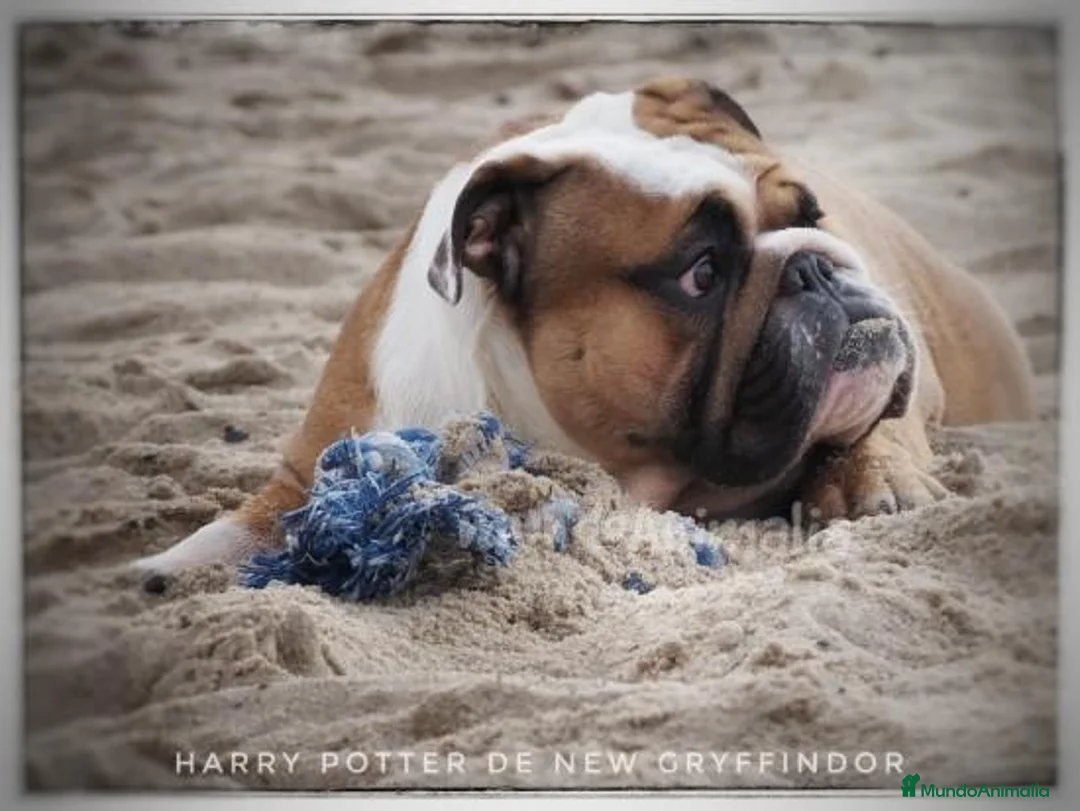 Imagen de galería {{count}}