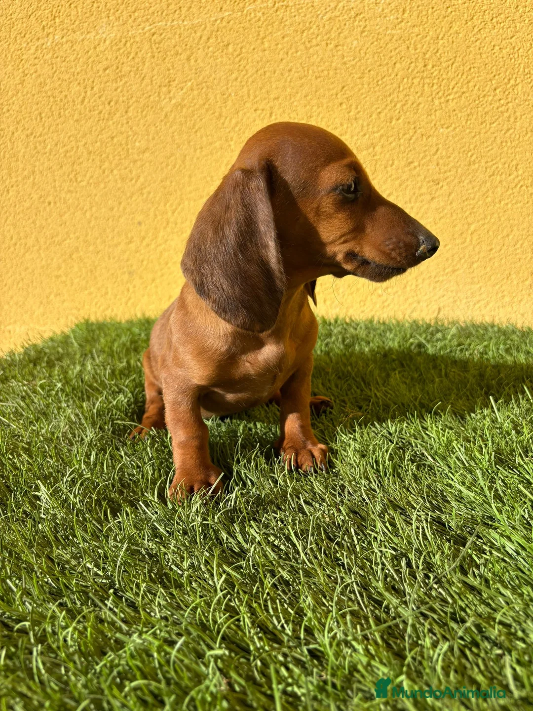Teckel Miniatura perros en venta: Tekel miniatura merle chocolate solido - Anuncio 3