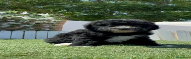 Perro de Agua Español 1