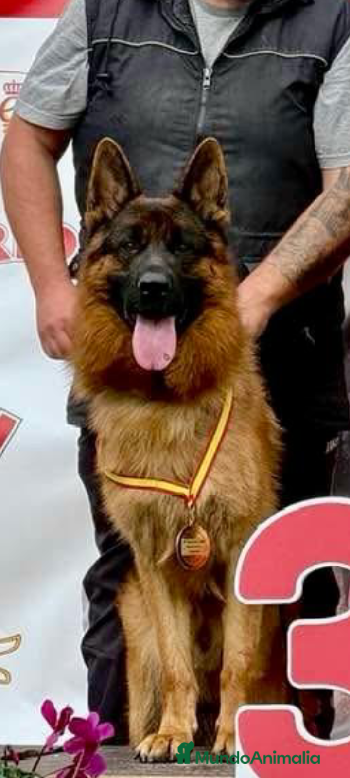 Pastor Alemán perros Pastor alemán belleza  - Anuncio 6