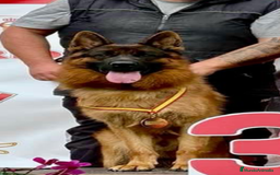 Pastor Alemán perros en venta: Pastor alemán belleza  - Imagen 1