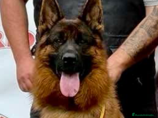 Pastor Alemán perros - Anuncio 4