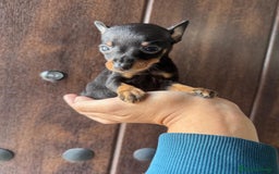 Pinscher Miniatura perros en venta: MINI PINSCHER MUNIATURA - Anuncio 15