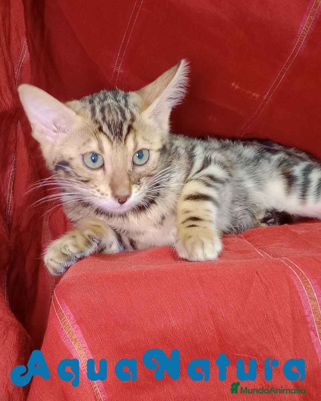Bengalí gatos Bengali Hembra 6262 - AQUANATURA en Barcelona - Anuncio 26