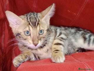 Bengalí gatos en Barcelona - Anuncio 25