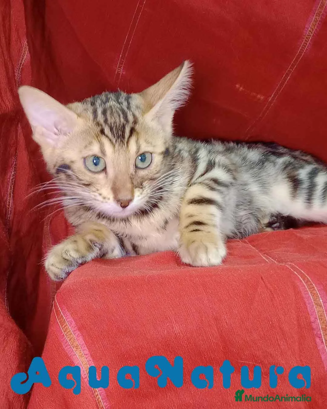 Bengalí gatos en venta: Bengali Hembra 6262 - AQUANATURA en Barcelona - Anuncio 1