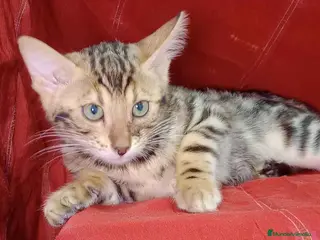 Bengalí gatos Bengali Hembra 6262 - AQUANATURA en Barcelona - Anuncio 12